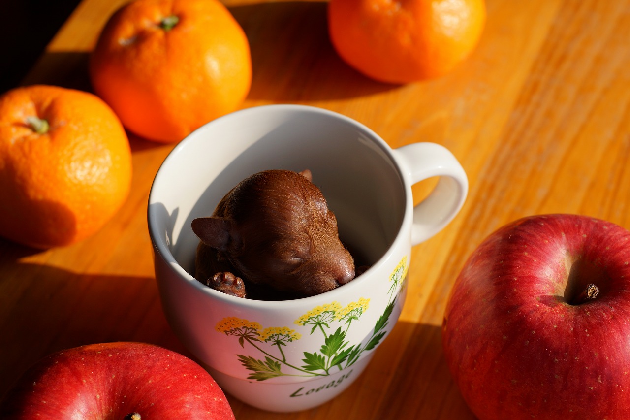 谷田ブリーダー